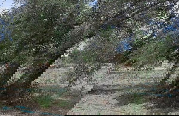 Agriturismo Donna Beatrice - Photo 39