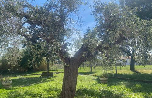 Adamasseria - Foto 7