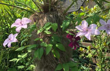 Haus Palmengarten - Foto 14