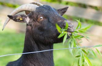 Hagwaldhof - Foto 23