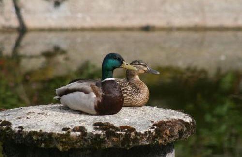 Pension 'Am Vogelherd' - Foto 31