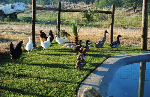 Monte Sossego by Estilo Lusitano, com piscina privada - Foto 45