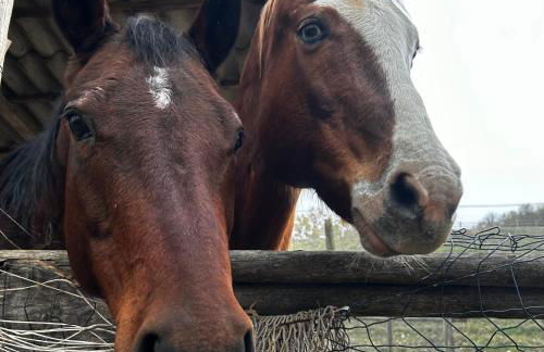 Nuovo Agriturismo Villa Enrichetta - Photo 13