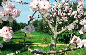 Masseria Cataldo - Foto 58