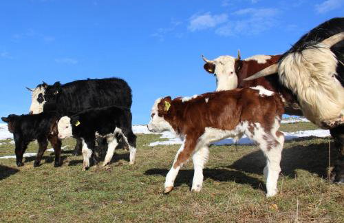 Sigmundenhof Schonach - Foto 14