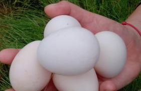 Agroturystyka Zaborski Sad - Foto 15