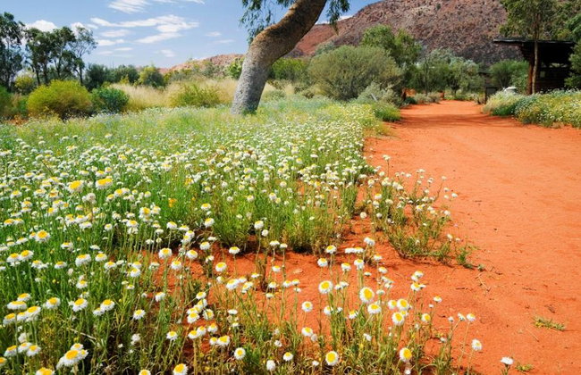 Tour "A Town like Alice" y Alice Springs Desert Park de día completo - Foto 12