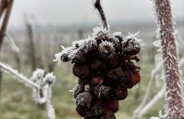 Schwalmala Logement calme au coeur du vignoble - Foto 31
