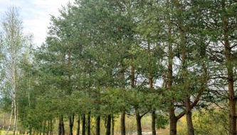 Przystanek Mrzygłód - domki z jacuzzi i sauną - Foto 3