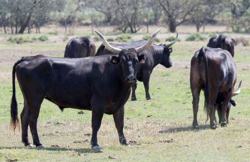 Le gite de lOlivier en Provence - Foto 35