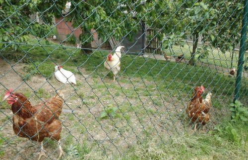 Ferienhof Jungkunz - Foto 11