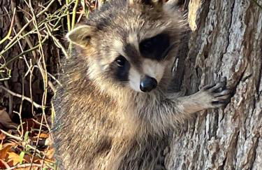 Fabulous Beach House on Elliott Island -beautiful sandy beach, tranquil 6 acres - Foto 53
