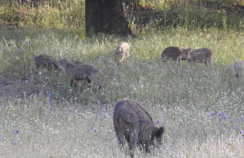 EL ENEBRILLO de Despeñaperros - Foto 44