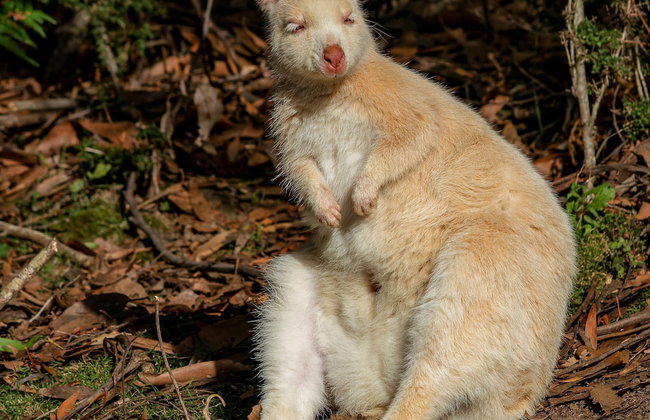 Adventure Bay Retreat - Photo 26