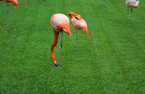THE TEIDES WINDOW swimming pool LA VENTANA DEL TEIDE - Foto 40