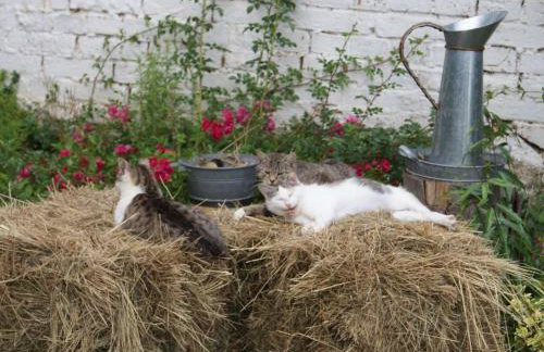 Holiday Home Ruhe am Meer - Ferienhäuser in den Gärten von Magra by Interhome - Foto 19