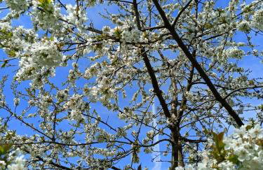 Wolfsgrund 14 - Foto 13