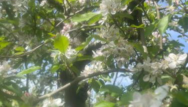 Quinta Pura Natura - Foto 3, Garden, Garden view