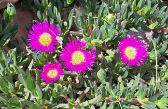 Passione Mare - Foto 39