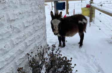 Yahweh Horse Retreat - Photo 26