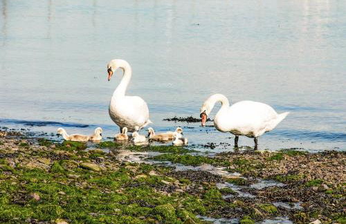 Woodpecker-Qc1186 - Foto 21