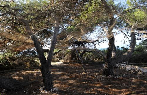 The House Aunt Regina - Foto 66