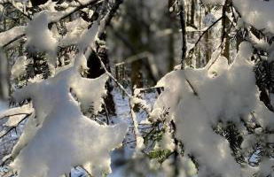 Ferienwohnungen Brack in Gaggenau - Foto 34