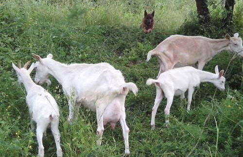 I Tre Tigli - Casa di campagna - Foto 38