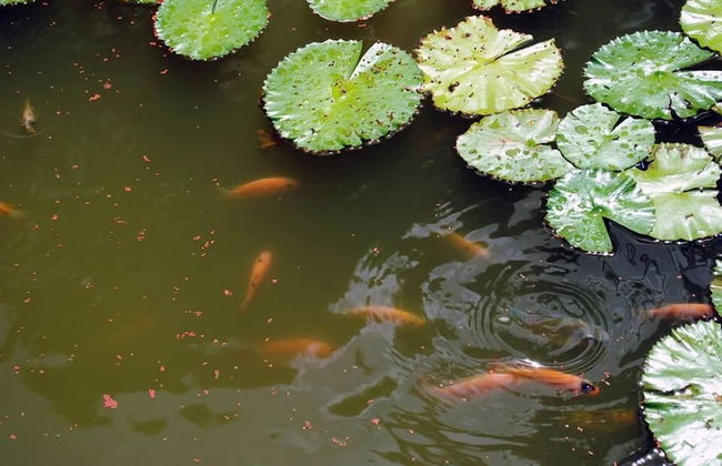 Adventure Eco Villas - Foto 37