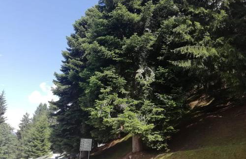 Vetrate sul bosco - Foto 8