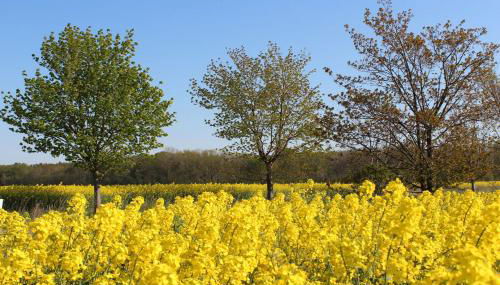 Herrenhaus Blengow App.06 - Foto 3