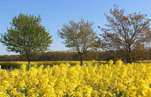 Herrenhaus Blengow App.08 - Foto 12