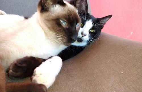 Villa Ágape - Chapada dos Veadeiros - Foto 22