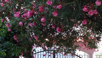 Villa Maris - Foto 2, Garden, Garden view