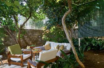 Aspidistra Shadow - Foto 19