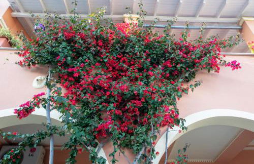 The Red Bougainvillea Apartments - Foto 68