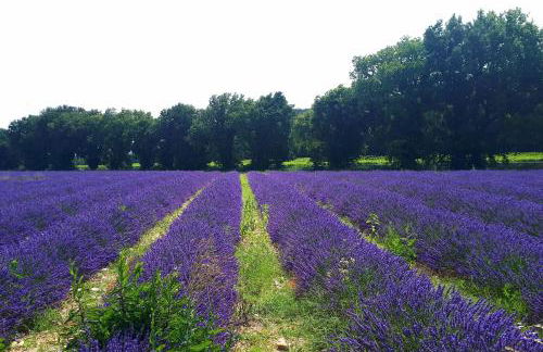 LA GARDE ADHEMAR, L'escalier Médiéval - Foto 65