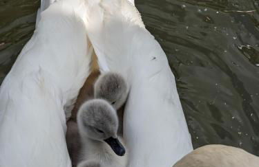 Tamanzi Taggs-floating home on idyllic island - Foto 32