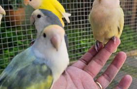 Casa espaçosa famíliar - Foto 5