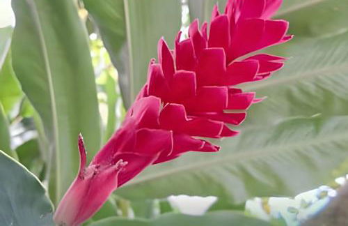 Flat Térreo em Meio a Natureza - Foto 33