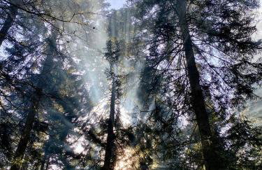 B71 - Appartement im Herzen des Schwarzwalds - Foto 13