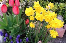 Sielanka Wydmy i Las - Foto 58