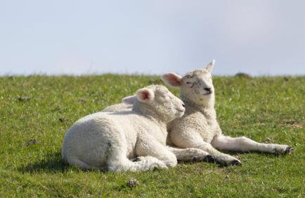 NORDSEE Bauernhof Familie Wulff FeWo "Südfall" - Foto 30