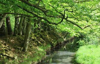 Secluded Hand Crafted Log Cabin - Foto 2