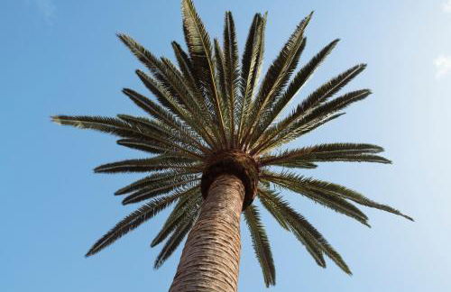 Papaya Cottage Punta del Hidalgo La Azócar - Foto 1