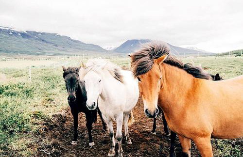 Unique Glamping Tent for Two near World Equestrian Games in Mill Spring, North Carolina - Foto 7