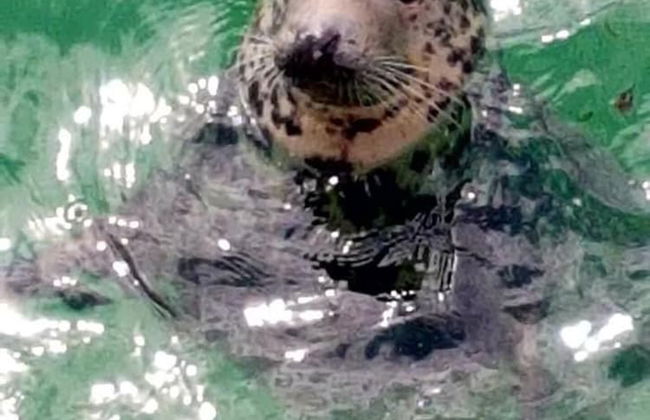 Cowshed Cottage Located nr Kynance Cove - Foto 22