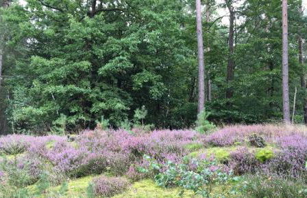 Ferienhof Timmerloher Heide - Foto 11