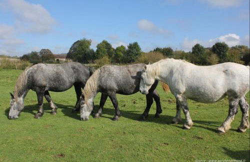 La Pause du Perche - gîte au pied de la forêt - Foto 24