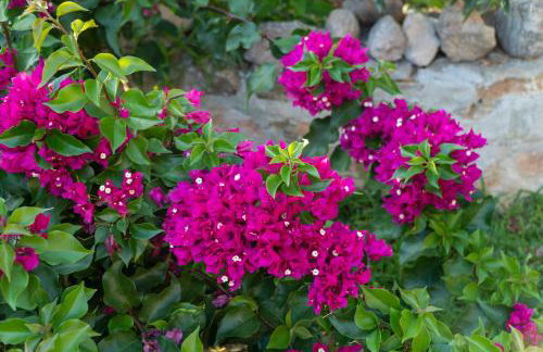 Villa Achinos - Foto 18